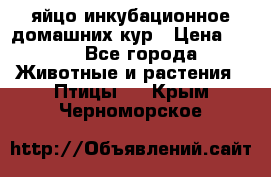 яйцо инкубационное домашних кур › Цена ­ 25 - Все города Животные и растения » Птицы   . Крым,Черноморское